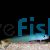 Black Tail Dartfish