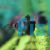 Black Window Tetra