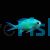 Chromis Blue-Green