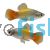 Blue Butterfly Moon Platy 4cm