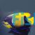 Blue Girdled Angelfish - Medium Adult 