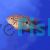 Blue Spangled Firemouth Cichlid