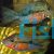 BLUE SPANGLED FIREMOUTH CICHLID 