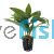 Blue Stricta - Emersed - Pot