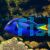 Blue Tang SMALL