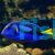 Blue Tang LGE
