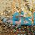 Bronze Corydoras 