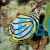 Butterflyfish Scrawled - Medium
