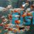 Calico Redtail Blue Platy