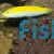 Canary Top Wrasse - Medium 
