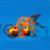 Celestial Eye Goldfish