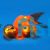 Celestial Eye Goldfish
