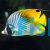 Butterflyfish - Threadfin