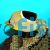 Butterflyfish Saddled SML