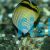Vagabond Butterflyfish