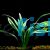 Chlorophytum (Piece Plant)