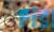 Blueside Fairy Wrasse - Large
