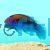 Orange Back Fairy Wrasse Cirrhilabrus Aurantidorsalis