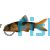 Clown Loach