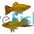 Comet Gold Swordtail 