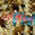 Coral Hawkfish