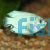 Male Coral Blue Dwarf Gourami 