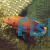 Wrasse - Yellowtail Coris - Adult Wild 