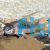 Bronze Longfin Corydoras