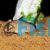 Corydoras Metae