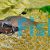 Corydoras Punctatus