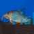 Corydoras Sterbai XL 