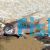 Bronze Longfin Corydoras
