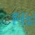 Armatus Corydoras 