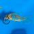 Corydoras melanotaenia