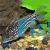 Corydoras Napoensis