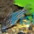 Napoensis Corydoras 3.5cm