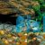 Peppered Corydoras 