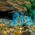 Peppered Corydoras