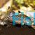 Corydoras Reticulatus - Wild Caught 4cm