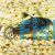 Corydoras San Juan - Wild Caught 
