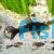 Black Corydoras 3cm