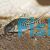 Sodalis Corydoras - Wild Caught 4cm