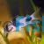 Corydoras Weitzmani Two Saddle 
