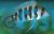 Frontosa 7Bar 6cm - Blue Form