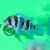 Cyphotilapia Frontosa Burundi 
