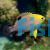 DAMSELFISH - TALBOT'S 