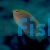 Damselfish Speckled - 