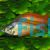 Deepwater Creek Rainbow 