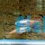 Diamond Neon Tetra