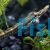 Freshwater Pipe Fish